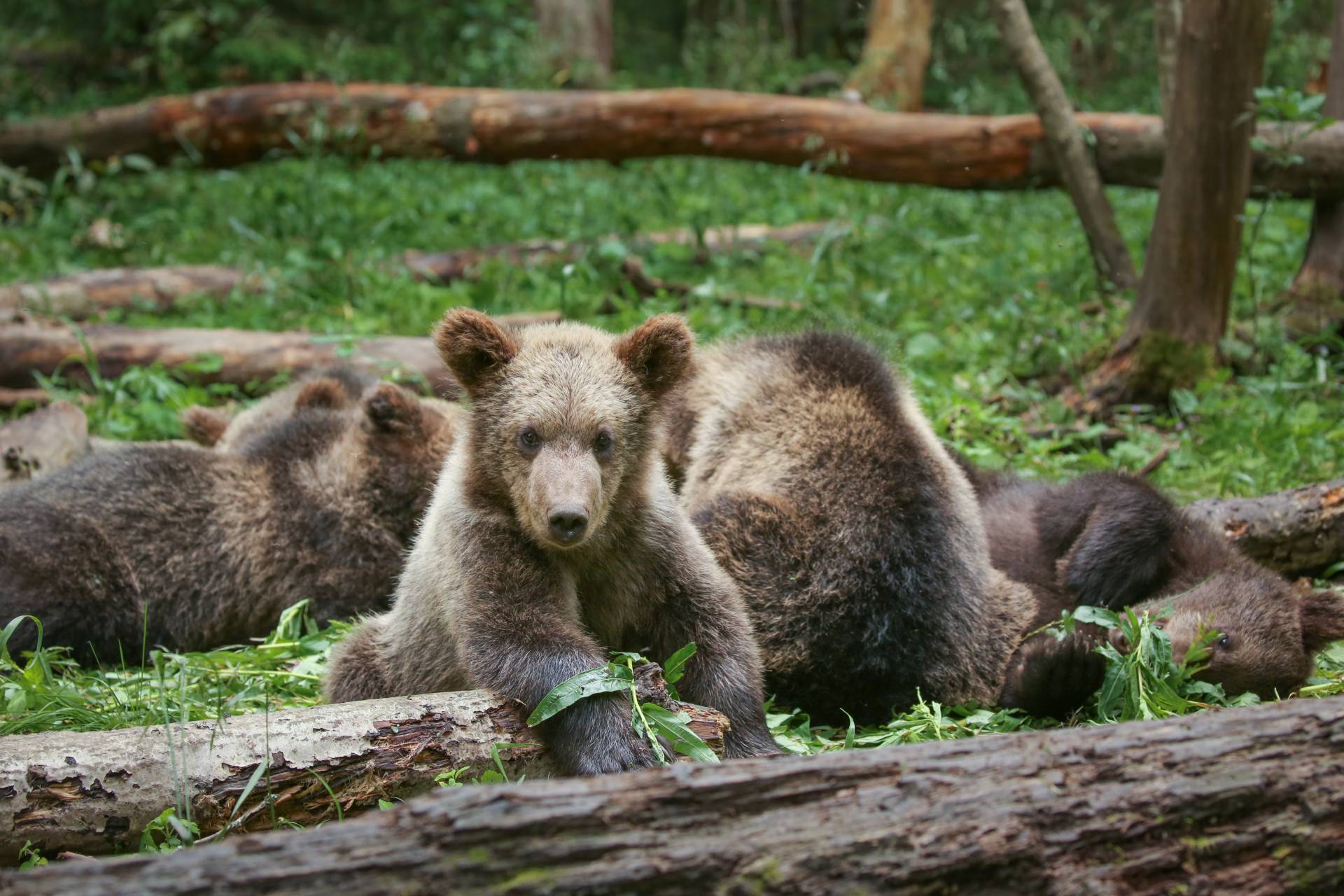 adopt-a-wild-animal-learn-10-facts-about-brown-bears